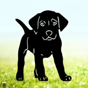 Chiot Labrador