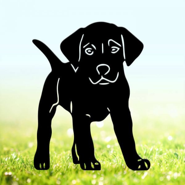 Chiot Labrador