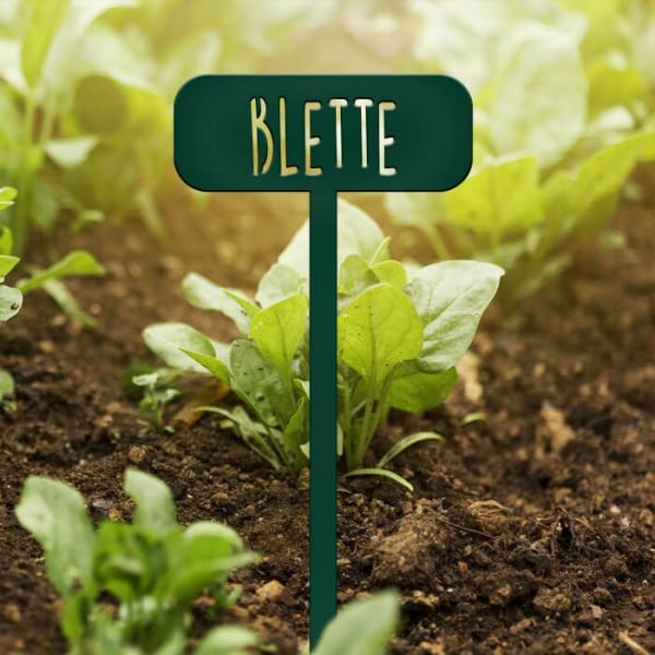 POTAGER - Blette