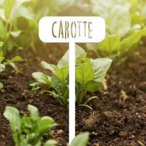 POTAGER - Carotte