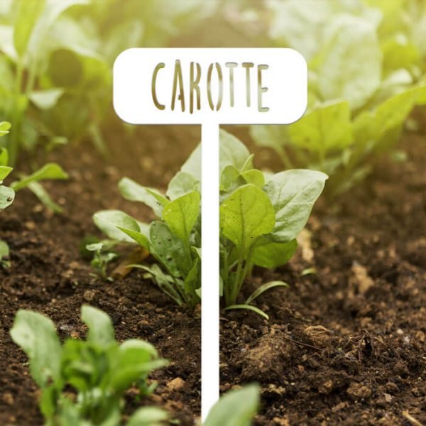 POTAGER - Carotte