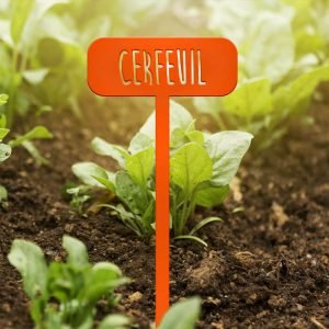 POTAGER - Cerfeuil