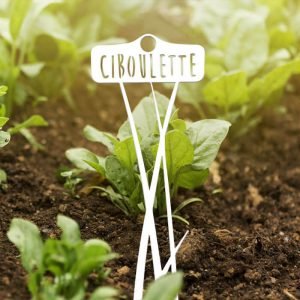 POTAGER - Ciboulette