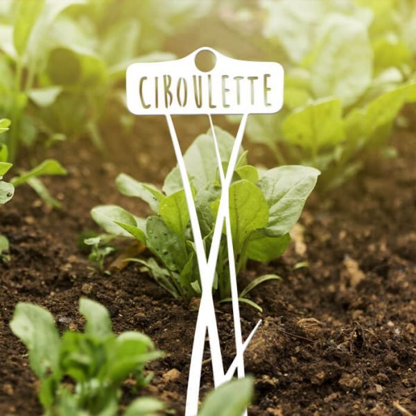 POTAGER - Ciboulette