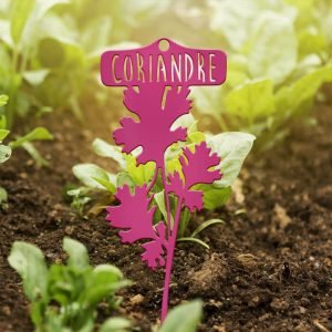 POTAGER - Coriandre