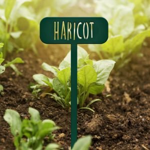 POTAGER - Haricot