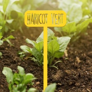 POTAGER - Haricot vert