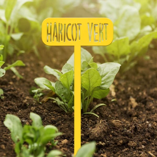 POTAGER - Haricot vert