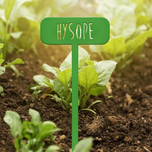 POTAGER - Hysope