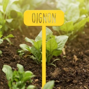 POTAGER - Oignon