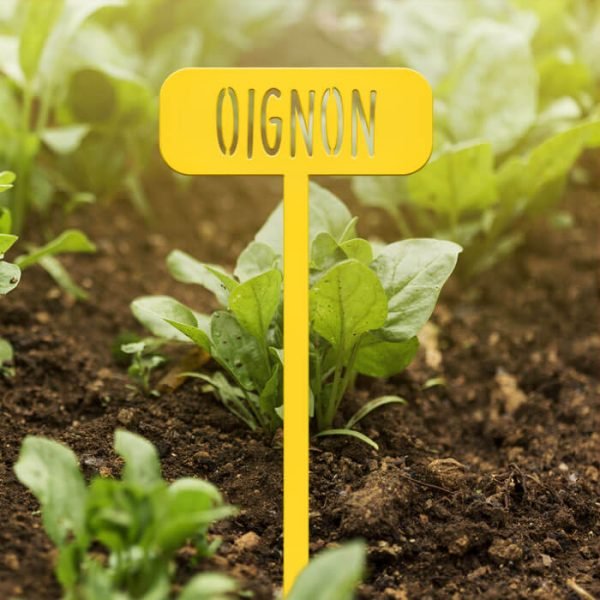 POTAGER - Oignon