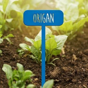 POTAGER - Origan