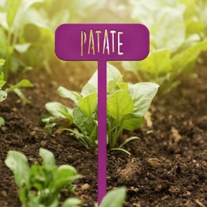 POTAGER - Patate