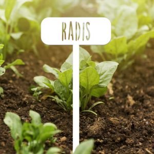POTAGER - Radis