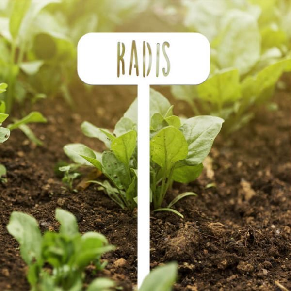 POTAGER - Radis