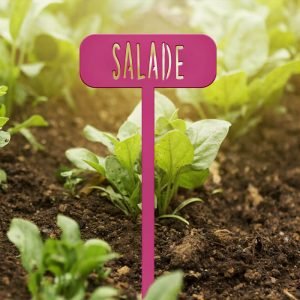 POTAGER - Salade