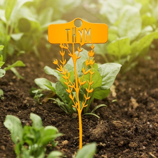 POTAGER - Thym