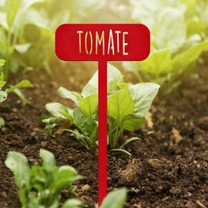POTAGER - Tomate